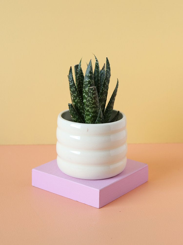 Marshmallow Mini Planter