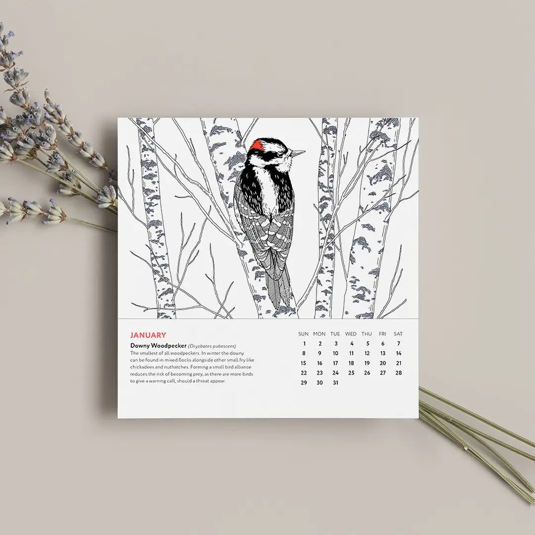 "North American Birds" 2023 Desk Calendar & Postcards